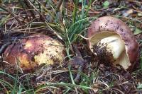 Image of Russula graveolens