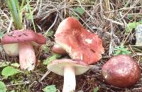 Russula rosea image