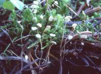 Marasmius thujinus image