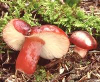 Russula queletii image