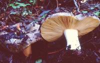 Russula pseudo-olivascens image