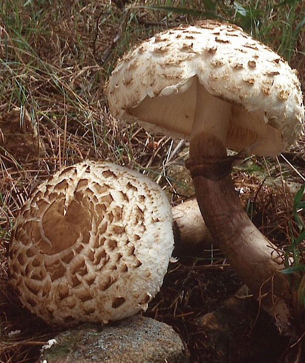 Chlorophyllum rachodes image