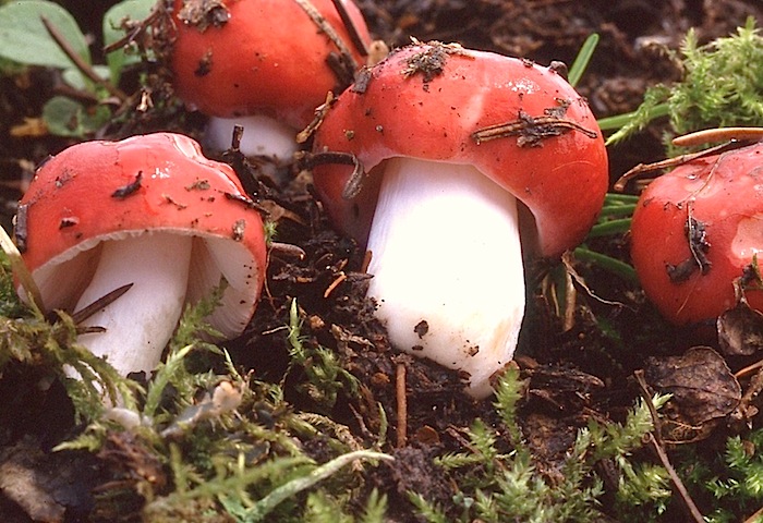 Russula silvestris image