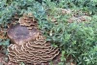 Trametes versicolor image