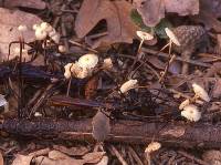 Marasmius rotula image