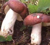 Russula melliolens image