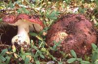 Russula xerampelina image