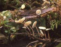 Marasmius epiphyllus image