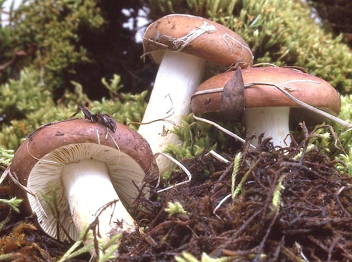 Russula pascua image