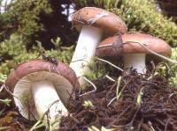 Image of Russula pascua