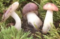 Russula fragilis image