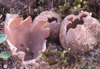 Sarcosphaera coronaria image