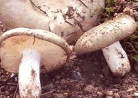 Russula viridella image