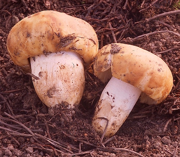 Russula laurocerasi image