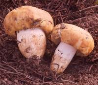 Image of Russula laurocerasi