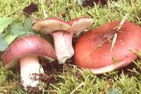 Russula rhodopoda image