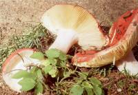 Russula borealis image