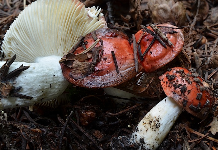 Russula nana image