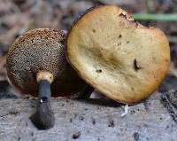 Polyporus leptocephalus image