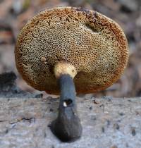 Polyporus leptocephalus image