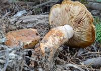 Tricholoma focale image