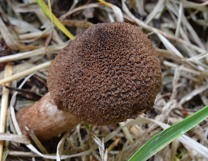 Inocybe lanuginosa image