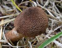 Image of Inocybe lanuginosa