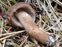 Inocybe lanuginosa image