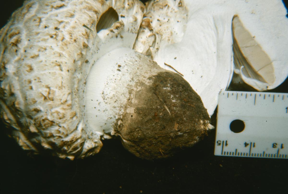 Agaricus crocodilinus image