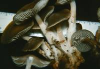 Mycena overholtsii image