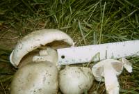 Agaricus silvicola image