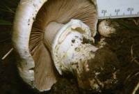 Agaricus silvicola image