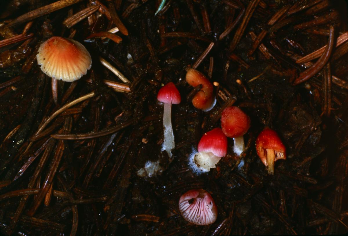 Mycena aurantiidisca image