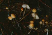 Mycena aurantiidisca image