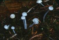 Hemimycena gracilis image