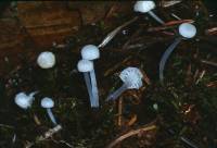 Hemimycena gracilis image