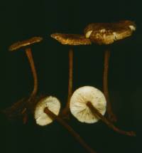 Crinipellis zonata image