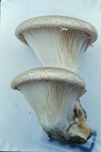 Pleurotus dryinus image