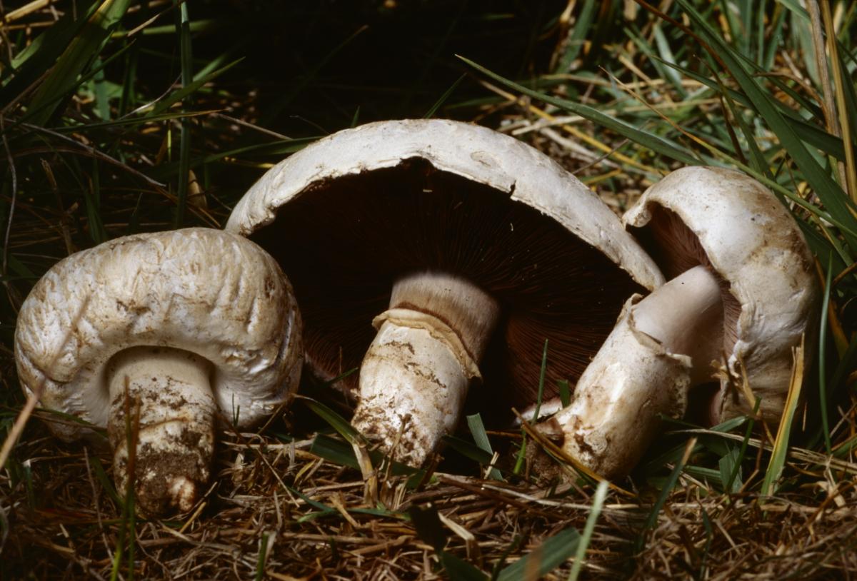 Agaricus bernardii image