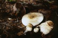 Agaricus bernardii image