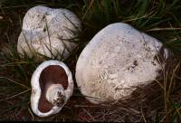 Agaricus bernardii image