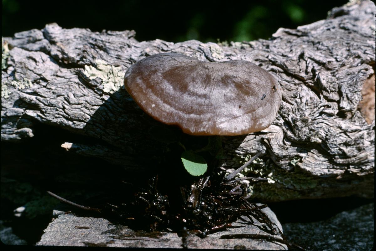 Lyophyllum montanum image