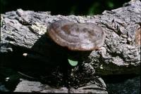 Image of Lyophyllum montanum