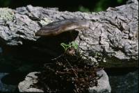 Lyophyllum montanum image