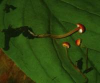 Mycena amabilissima image