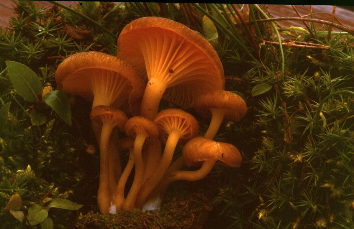 Hygrophoraceae image