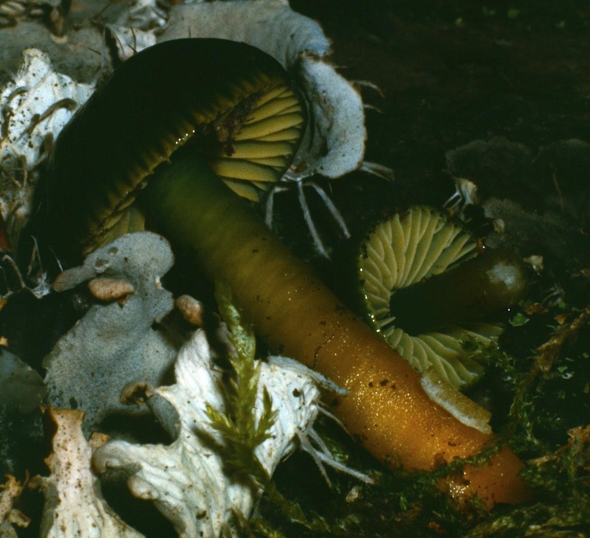 Hygrophorus olivaceoalbus var. intermedius image