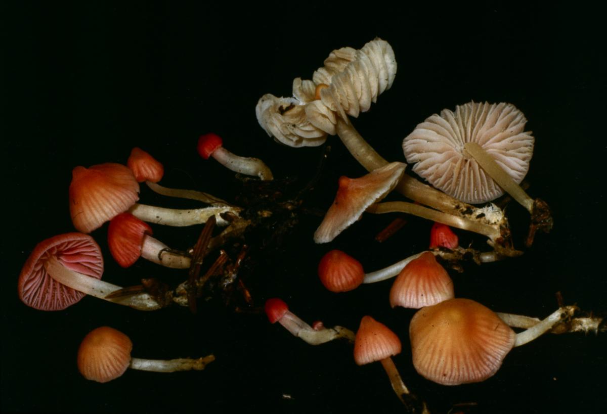 Mycena aurantiaca image