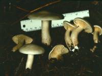 Clitocybe odora image