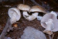 Agaricus silvicola image